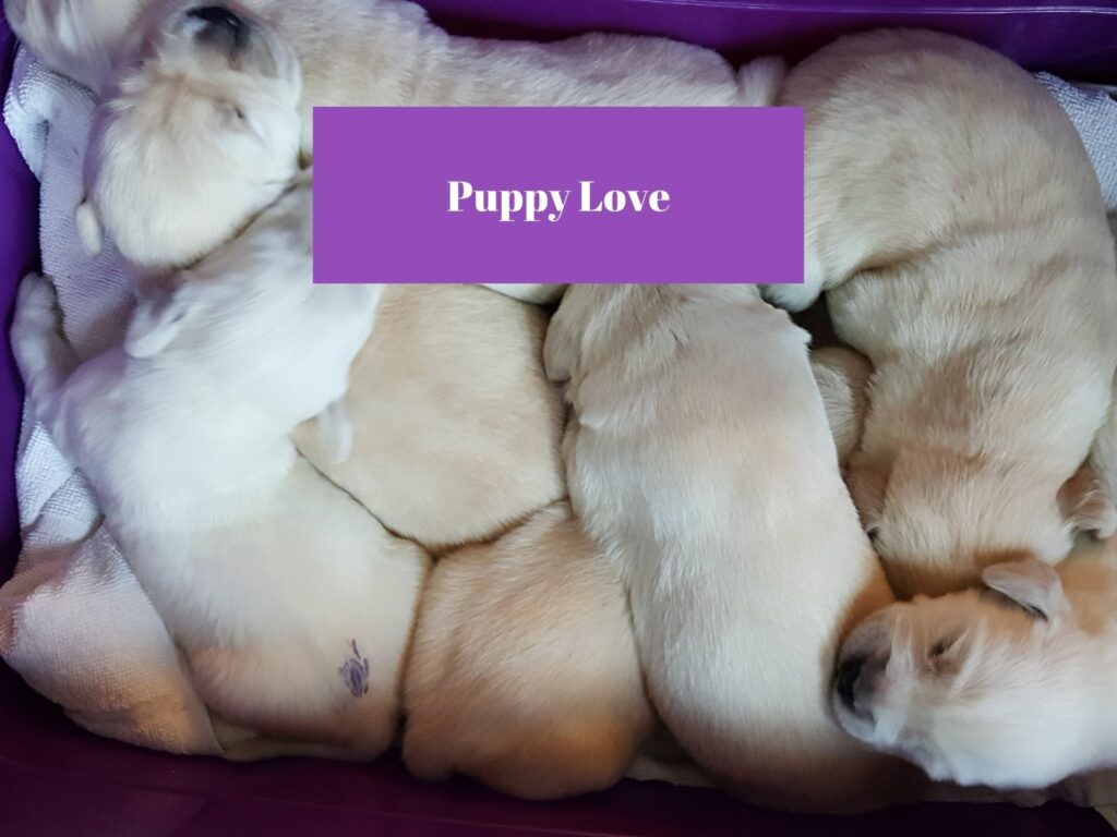 Puppy love